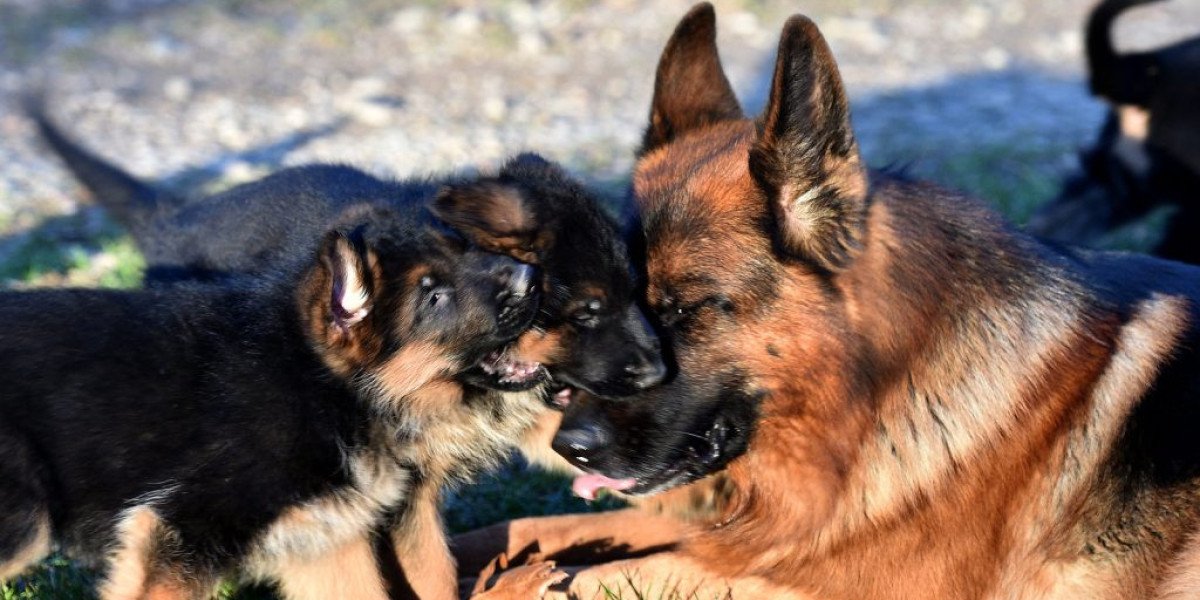 Five Qualities That People Search For In Every Buy A German Shepherd