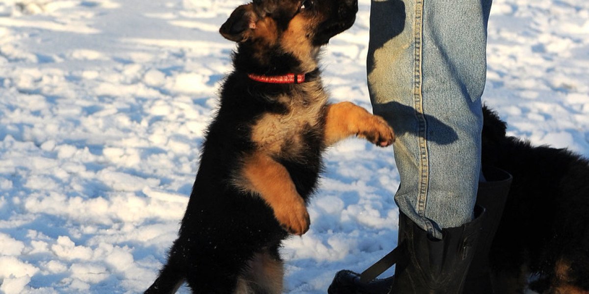 Deutscher Schäferhund zu Verkaufen: Ein Leitfaden für Interessierte