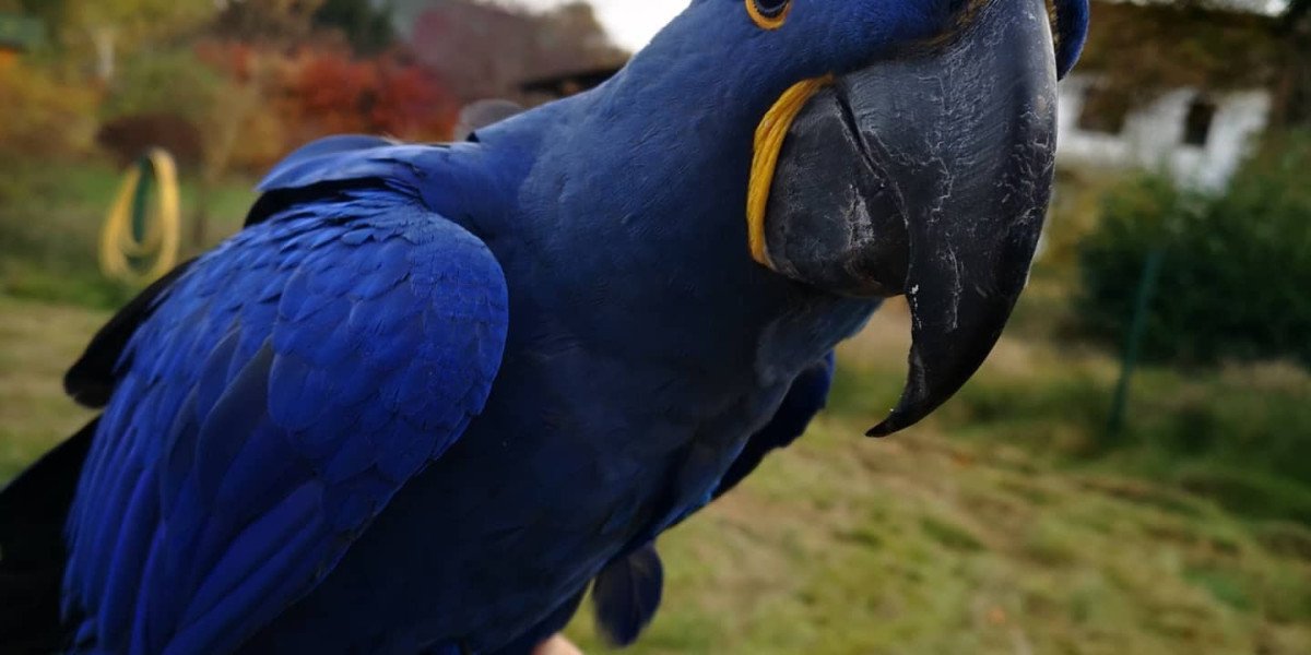 Where to Buy a Macaw: A Comprehensive Guide